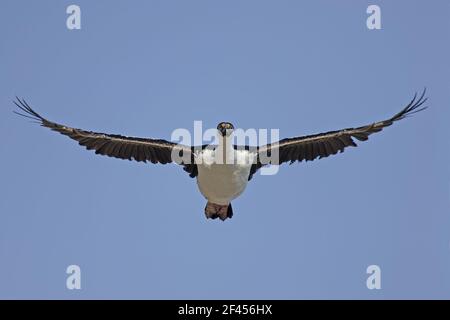 Antarktis Shag - im Flug Phalacrocorax Bransfieldensis Paulette Insel Antarktis Penninsular BI008559 Stockfoto