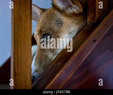 Ein kleiner Hund - ein Jack Russell / Corgi Kreuz (ein Cojack) in der Nähe, durch die Baluster einer Treppe gesehen (UK) Stockfoto