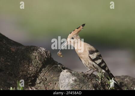 Wiedehopf - bringen Nahrung zum Nest Upupa Epops Extremadura, Spanien BI009248 Stockfoto