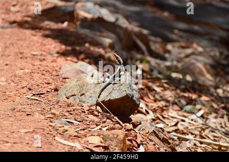 Australien, Long-Nosed Dragon Stockfoto