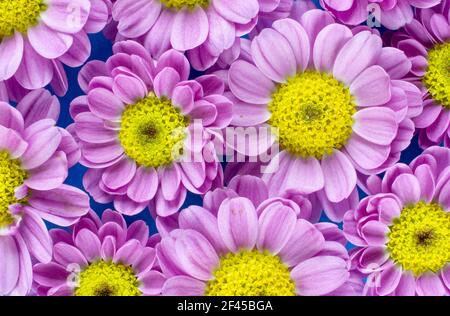 Oben Nahaufnahme einer Gruppe von rosa und gelben Blumen auf blauem Hintergrund. Stockfoto