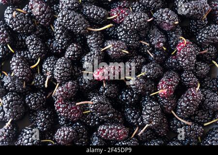 Frische Maulbeeren Hintergrund. Textur Maulbeeren Nahaufnahme. Hintergrund von schwarzen Beeren. Verschiedene frische Sommerfrüchte. Hintergrund von Maulbeeren. Antivira Stockfoto