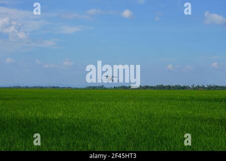 Landwirtschafts-Drohne fliegt auf die Reisfelder von Alor Setar, Kedah, zu gesprühtem Dünger. Stockfoto