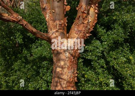 Markante Peeling Brown Bark auf dem Stamm eines Paperbark Ahorn (Acer griseum) mit einem grünen Heckenhintergrund in einem Garten in Rural Devon, England, Großbritannien Stockfoto