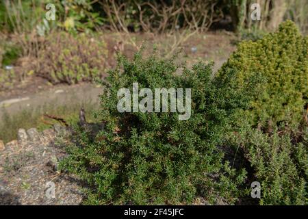 Frühlingsblüten und Blütenknospen des Compact Zwerg Golden Berberbeerstrauch (Berberis x stenophylla 'Corallina Compacta') Wächst in einem Steingarten Stockfoto