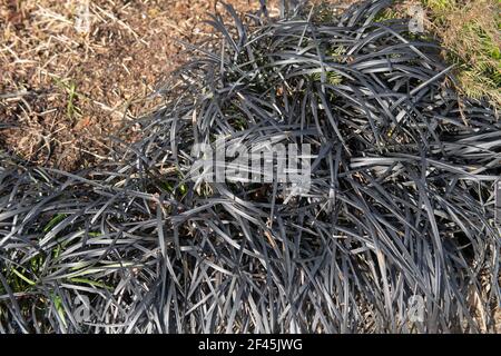 Winterfoliage des Everennial Black Mondo Grass (Ophiopogon planiscapus nigrescens) Wächst am Rande einer krautigen Grenze Stockfoto