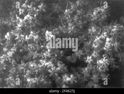 Pflanzenstudie mit Blütenstand Stockfoto