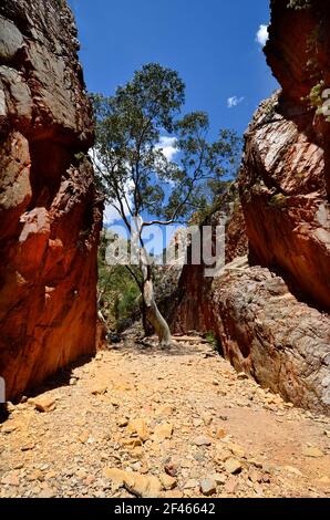 Australien, NT, bemerkenswerte Standley Chasm in McDonnell Range National Park Stockfoto
