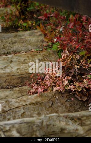 Holzleiter umgeben von Blumen und Blättern Stockfoto