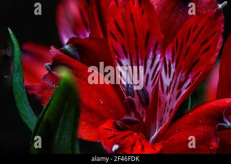 Rote Blüten der peruanischen Lilie Alstromeria Pflanze Stockfoto