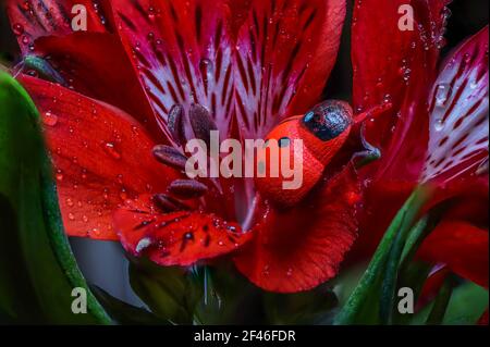 Rote Blüten der peruanischen Lilie Alstromeria Pflanze Stockfoto