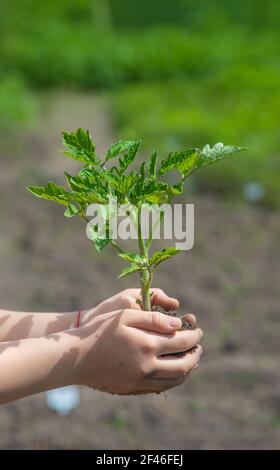 Das Kind pflanzt Tomaten im Garten. Selektiver Fokus. Menschen. Stockfoto