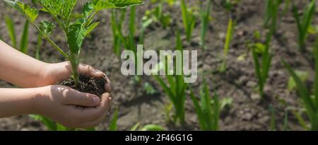 Das Kind pflanzt Tomaten im Garten. Selektiver Fokus. Menschen. Stockfoto