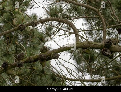 Kiefernzapfen, die an einem Kiefernbaum hängen Stockfoto