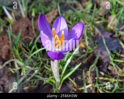 Ziemlich lila Krokus, der nach dem Regen austrocknet Stockfoto