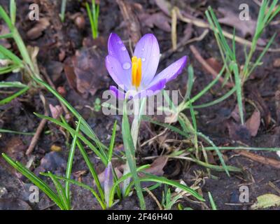 Ziemlich lila Krokus, der nach dem Regen austrocknet Stockfoto