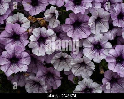 Purpurrote, farbenfroh blühende neue Petunia-Blüten (Petunia hybrida) Stockfoto