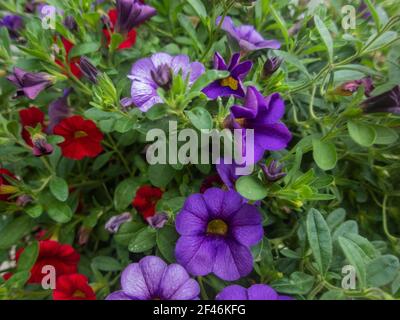 Purpurrote, farbenfroh blühende neue Petunia-Blüten (Petunia hybrida) Stockfoto