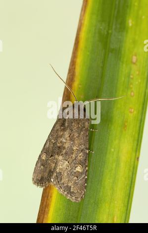 Flounced Rustic Moth Luperina testacea Essex, UK IN000430 Stockfoto