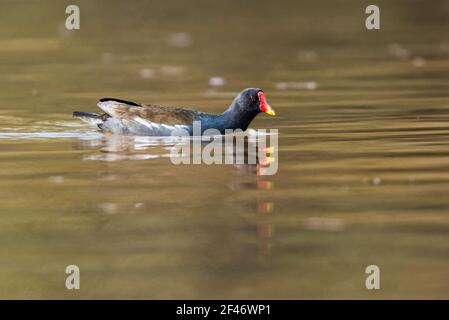 Moorhen, Gallinula chloropus, Wasserhuhn, Sumpfhuhn Stockfoto