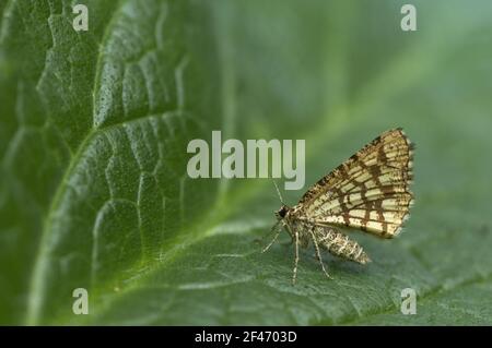 Lattisierte Heide Moth Chiasmia clathrata clathrata Essex, UK IN000440 Stockfoto