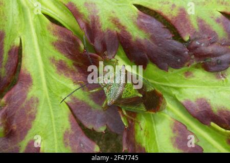 Green ShieldbugPalomena prasina Essex, Großbritannien IN000459 Stockfoto
