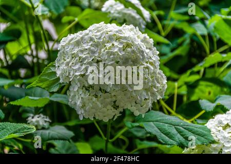 Wunderbar blühende weiße Hydrangea arborescens, allgemein bekannt als glatte Hortensien, wilde Hortensien in einem Garten. Nahaufnahme der weißen Hortensien Blumen in Stockfoto