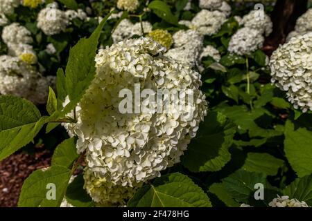 Wunderbar blühende weiße Hydrangea arborescens, allgemein bekannt als glatte Hortensien, wilde Hortensien in einem Garten. Nahaufnahme der weißen Hortensien Blumen in Stockfoto