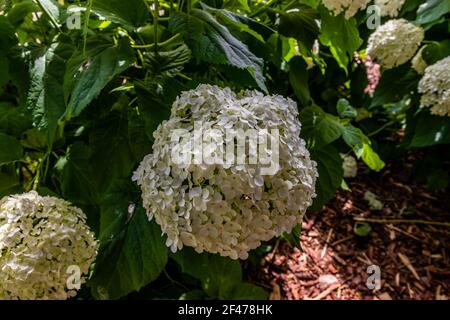 Wunderbar blühende weiße Hydrangea arborescens, allgemein bekannt als glatte Hortensien, wilde Hortensien in einem Garten. Nahaufnahme der weißen Hortensien Blumen in Stockfoto