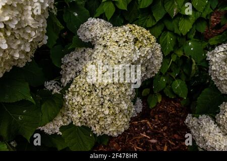 Wunderbar blühende weiße Hydrangea arborescens, allgemein bekannt als glatte Hortensien, wilde Hortensien in einem Garten. Nahaufnahme der weißen Hortensien Blumen in Stockfoto