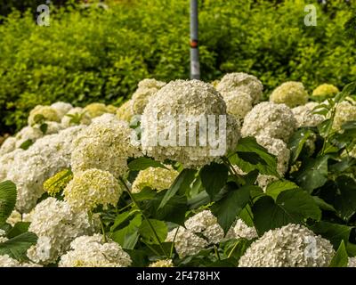 Wunderbar blühende weiße Hydrangea arborescens, allgemein bekannt als glatte Hortensien, wilde Hortensien in einem Garten. Nahaufnahme der weißen Hortensien Blumen in Stockfoto