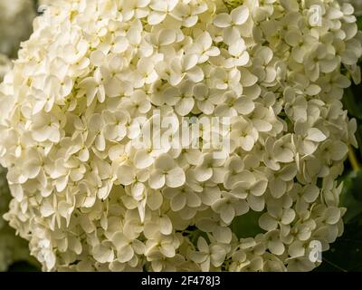 Wunderbar blühende weiße Hydrangea arborescens, allgemein bekannt als glatte Hortensien, wilde Hortensien in einem Garten. Nahaufnahme der weißen Hortensien Blumen in Stockfoto