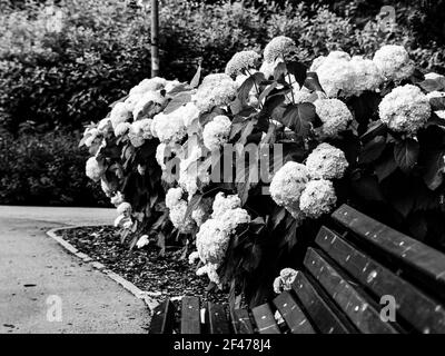 Wunderbar blühende weiße Hydrangea arborescens, allgemein bekannt als glatte Hortensien, wilde Hortensien in einem Garten. Nahaufnahme der weißen Hortensien Blumen in Stockfoto