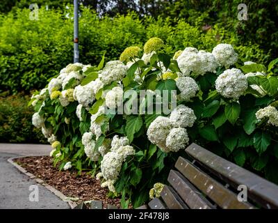 Wunderbar blühende weiße Hydrangea arborescens, allgemein bekannt als glatte Hortensien, wilde Hortensien in einem Garten. Nahaufnahme der weißen Hortensien Blumen in Stockfoto