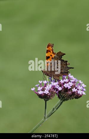 Comma Butterfly - auf Verbena bonariensis flowerPolygonia c-Album Essex, UK IN000484 Stockfoto