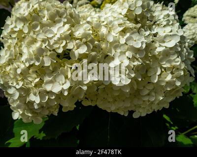 Wunderbar blühende weiße Hydrangea arborescens, allgemein bekannt als glatte Hortensien, wilde Hortensien in einem Garten. Nahaufnahme der weißen Hortensien Blumen in Stockfoto