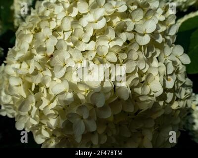 Wunderbar blühende weiße Hydrangea arborescens, allgemein bekannt als glatte Hortensien, wilde Hortensien in einem Garten. Nahaufnahme der weißen Hortensien Blumen in Stockfoto