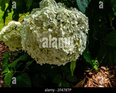 Wunderbar blühende weiße Hydrangea arborescens, allgemein bekannt als glatte Hortensien, wilde Hortensien in einem Garten. Nahaufnahme der weißen Hortensien Blumen in Stockfoto