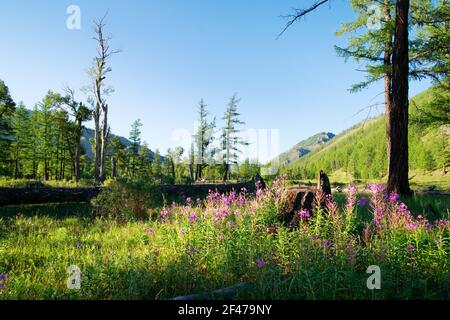 Blick von der mongolischen Wildnis - blühende Wiese und Lärche Wald - Sayan Berg - Gorhi-terelj Nationalpark - Mongolisch park - Mongolei Stockfoto