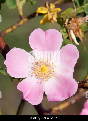 Schöne rosa und gelbe Blume von Hund-Rose Stockfoto