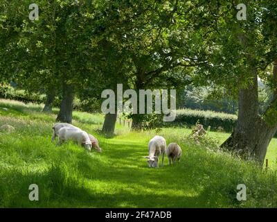 Schafe weiden auf einer Wiese unter Eichen im Sommer in der Nähe des Dorfes Wrington, North Somerset, England. Stockfoto