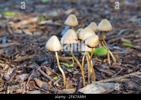 Horizontale Ansicht einer kleinen Gruppe von getufteten Mycena-Pilzen, die in einem kleinen Cluster auf dem Waldboden wachsen. Stockfoto