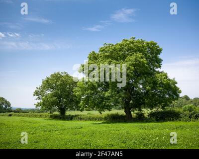 Ein Paar Europäische Esche (Fraxinus excelsior) in einer Hecke zwischen zwei Feldern in der englischen Landschaft im Sommer. Stockfoto