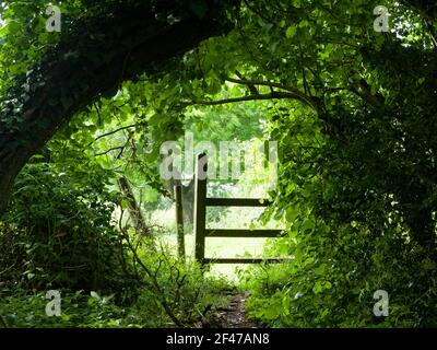 Ein Holzstile an der Grenze zwischen einem Wald und einem Feld in der englischen Landschaft in der Nähe von Wrington, North Somerset, England. Stockfoto