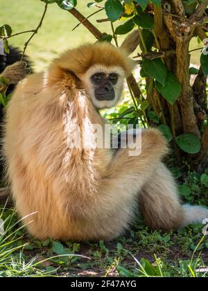 Ein Weißhandgibbon oder ein Weißhandgibbon, der unter dem Baum ruht Stockfoto