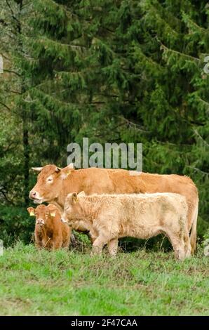 Viehzucht, Kalb, Kälber, Kühe (Bos Taurus) Viehzucht auf einer Weide im ländlichen Westerwald, Rheinland-Pfalz, Deutschland, Europa Stockfoto