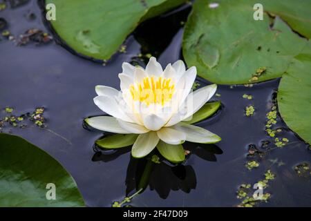 Einzelne weiße Seerose schwimmt in einem See. Kleine Frösche und mehrere Arten von Enten schwimmen durch diesen kleinen abgelegenen Teil des Sees. Stockfoto