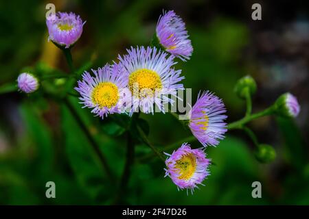 Eine Gänseblümchen-Flohpflanze, die im Garten blüht Stockfoto