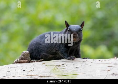 Schwarzes Eichhörnchen (melanistisches Ostgrauhörnchen), das an einem warmen Tag im Wald ruht. Schau dir diese orangen Zähne an! Stockfoto