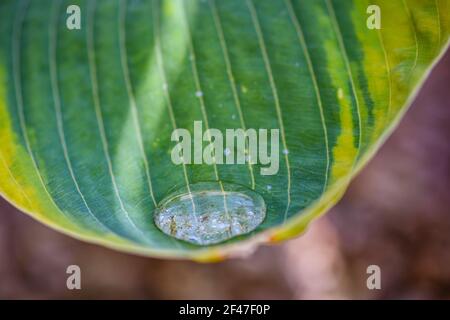 Eine selektive Fokusaufnahme eines reflektierten Wassertropfens auf Ein grünes Blatt Stockfoto